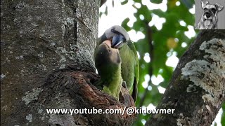 Its Mums turn to feed Nesting REDBREASTED PARAKEET Chick [upl. by Etteoj957]