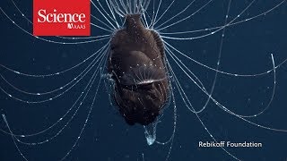 First footage of deepsea anglerfish pair [upl. by Odrarej]