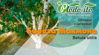 Берёза Жакмона I Betula utilis [upl. by Benetta]