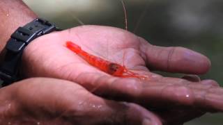 Red Prawn  Vatulele Island Fiji [upl. by Attenna]