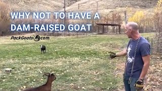 Why Not to have a dam raised goat and how to catch a goat that doesn’t want to be caught [upl. by Seessel]