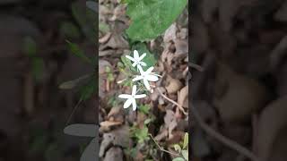 Flowers of Pseuderanthemum malabaricum [upl. by Stover]