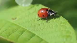 Leben  Was ist das Trailer Schulfilm Biologie [upl. by Graces869]