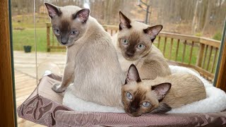 Tonkinese Kittens Playing [upl. by Lemmor]