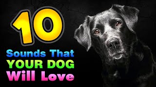 10 Sounds That Your Dog Will Love GUARANTEED [upl. by Eehtomit610]