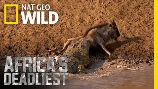 Croc Sneak Attack  Africas Deadliest [upl. by Roleat]