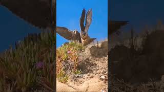 Mom Peregrine Falcon training her Offsprings catch Prey birdsofyoutube birdsofprey falcons [upl. by Dierolf]