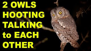 OWL Sounds Owl Noise  Hooting 2 Owls Talking to Each Other Recording of Real Owls [upl. by Ivy942]