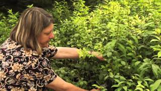 How to Prune Euonymus AlataBurning Bush Instructional Video w Plant Amnesty [upl. by Vance]