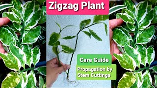 Euphorbia Tithymaloides  Zigzag Plant Propagation amp Care Guide [upl. by Cissy]