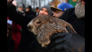 Is Groundhog Day on Netflix for Groundhog Day 2022 [upl. by Novahc984]