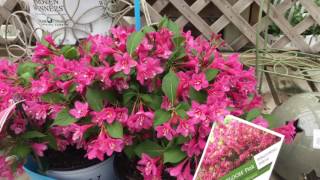 Sonic Bloom® Pink Weigela  wwwgardencrossingscom [upl. by Ecydnac]