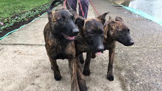 Puppies Visit Crowded Place For The First Time Local Dog Exhibit [upl. by Bertilla]