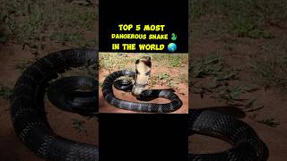 Top 5 Most Dangerous Snake In The World 🌎  snake shortsfeed shorts foryou [upl. by Michella]