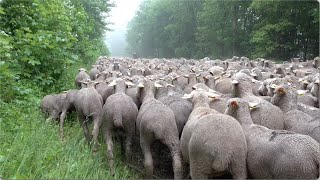 Transhumance au col du Rousset 2024 Drôme  France [upl. by Aliekahs654]