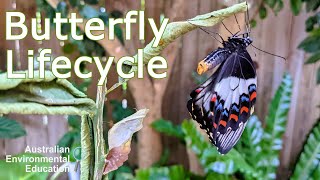 Citrus Swallowtail Butterfly Lifecycle [upl. by Roderic759]