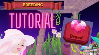 Dragon Adventures Breeding tutorial [upl. by Nimref]