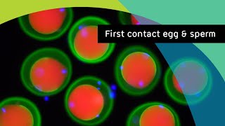 Beginning of Life  First contact between egg and sperm  Fertilisation [upl. by Leciram]