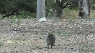 Quokka Hop [upl. by Heid]