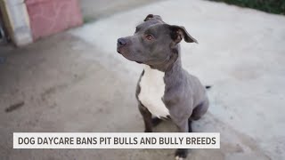 GR dog daycare bans pit bulls and bully breeds [upl. by Schilit160]