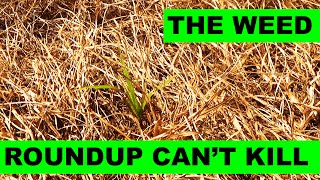 Can Glyphosate Kill Nutsedge [upl. by Oizirbaf]