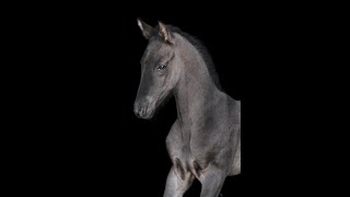 Akhal Teke Horses Centre Horses [upl. by Medarda]