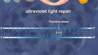 Nucleotide Excision Repair of the DNA HD Animation [upl. by Aitnuahs]