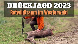 ROTWILDTRAUM auf Drückjagd I 2023 [upl. by Aeslehc]