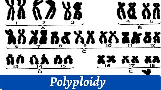 Causes Of Polyploidy Of Chromosomes  Chromosomal Study  Histology [upl. by Truelove]