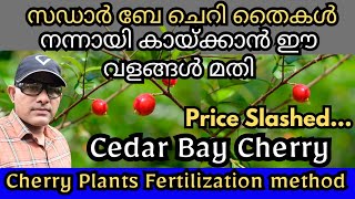 Cedar Bay Cherry Seedlings Malayalam Trends Wheel cherry fruitsplants exoticplants [upl. by Sullivan11]