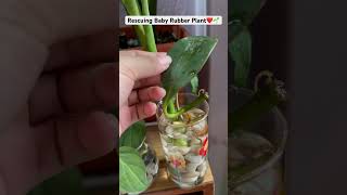 If the plant does not thrive in soil try to do this🌱Water Propagationpeperomia plantscareshorts [upl. by Nerok100]