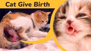 Cat Giving Birth to 5 Kittens With Complete Different Color [upl. by Anaynek]