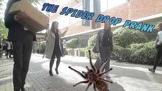 The Spider Drop Prank  Episode 2  DIGITAL SLUSH [upl. by Chladek141]