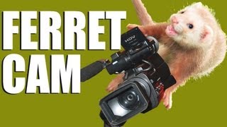 Fieldsports Britain  FerretCam  amazing rabbithunting footage [upl. by Aidnic980]