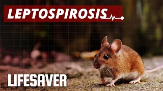 LEPTOSPIROSIS Signs Symptoms Prevention and Treatment [upl. by Mahseh]