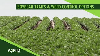 Soybean Traits and Weed Control Options From Ag PhD Show 1099  Air Date 42819 [upl. by Debo390]