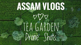 Assam Tea  Tea Garden Drone footage Northeast India  Assam Vlogs [upl. by Graaf777]