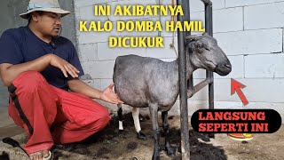 KENAPA DOMBA HAMIL TIDAK BOLEH DICUKUR DAN DIMANDIKAN⁉️ [upl. by Luigi]