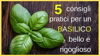 5 consigli pratici per un basilico bello e rigoglioso [upl. by Nitnert]