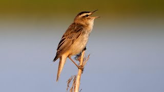 Singing Sedge Warbler 2022 [upl. by Anait]