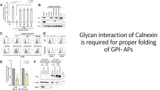 Glycan interaction of Calnexin is required for GPIAPs proper foldingdeacylation Code 622 [upl. by Anner58]