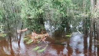 Severe Flooding at RiverAuton Rd near Green Swamp West Withlacoochee River Co Park 101124 [upl. by Irallih]