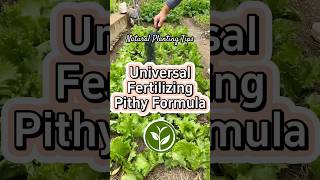 Universal fertilizer Pithy Formula plants shortvideo garden youtubeshorts howto farming [upl. by Candra128]