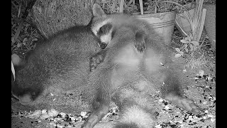 Awwww sleeping young raccoons [upl. by Domingo164]