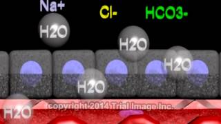 Cerebrospinal fluid  function production and circulation  animation by Dr Cal Shipley MD [upl. by Zoa855]