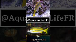 lutjanus kasmira fish reef reeftank aquarium youtube ytshorts shorts tiktok documentary [upl. by Lahey]