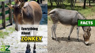 The Hybrid Zonkey Is Actually Real Zebroid  Zedonk  Equus Zebra [upl. by Nyleikcaj40]