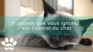 5 choses que vous ignorez sur lodorat du chat  Assur OPoil [upl. by Cressy570]