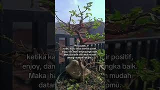 bonsaiindonesia foryou fyp shorts viral trending inspiration motivation [upl. by Suirtimid478]