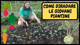 COME TRAPIANTARE delle GIOVANI PIANTINE guida PASSOPASSO  Tutorial Agricoltura e Giardinaggio [upl. by Yaker]